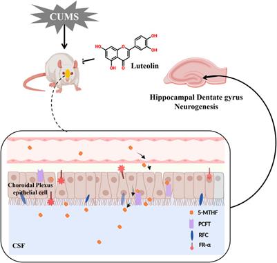 Luteolin Enhances Choroid Plexus 5-MTHF Brain Transport to Promote Hippocampal Neurogenesis in LOD Rats